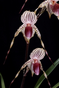 Paphiopedilum Lady Booth Sunset Valley Orchids AM/AOS 85 pts. flower